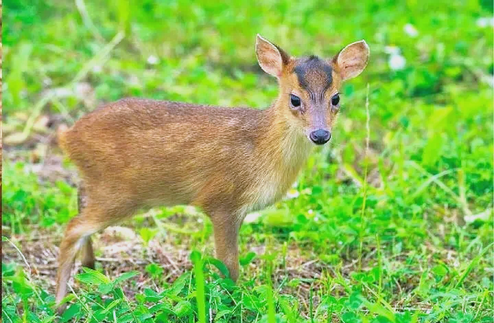保護野生動物 守護共同家園   ——福建金森成功救助國家"三有"保護動物幼年山麂