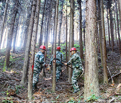 嚴把森林培育質(zhì)量關，譜寫資源培育新篇章