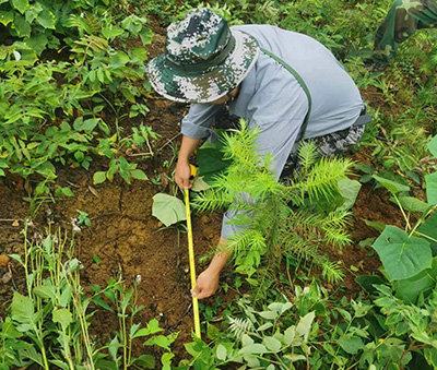嚴把森林培育質(zhì)量關，譜寫資源培育新篇章