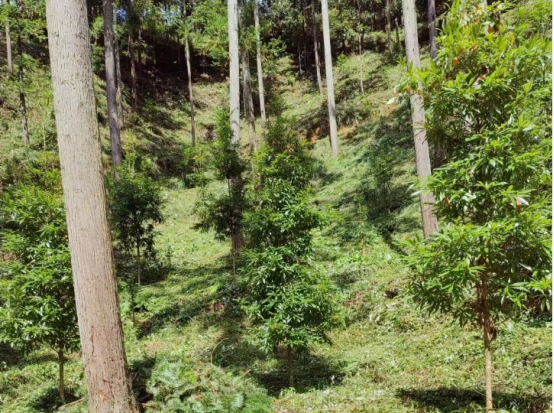 琵琶丘工區(qū):三明市森林質(zhì)量精準(zhǔn)提升工程業(yè)務(wù)培訓(xùn)現(xiàn)場示范 琵琶丘工區(qū):三明市森林質(zhì)量精準(zhǔn)提升工程業(yè)務(wù)培訓(xùn)現(xiàn)場示范